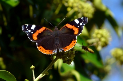 schöner Schmetterling mit Wespenanflug