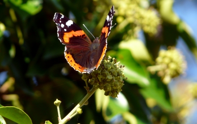 schöner Schmetterling #2
