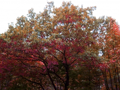 Schöner Herbst 2