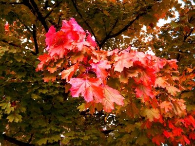 Herbstblätter