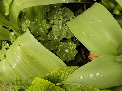 Nach dem Regen