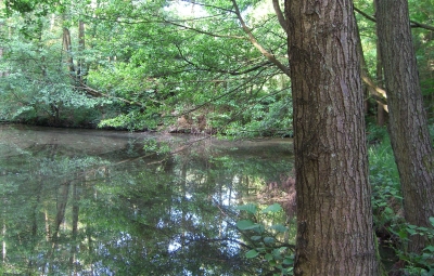 Weiher im Wald