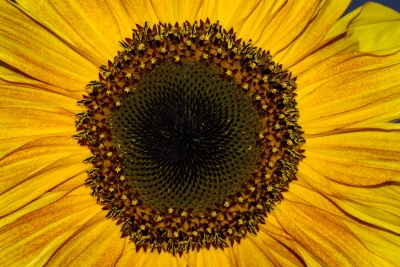 Sonnenblume 1