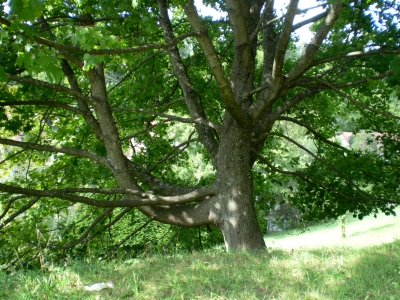 Der Baum