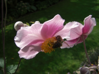 Herbstanemone mit vollbepackter Biene