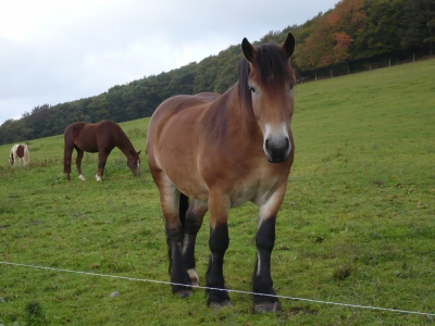 Pferde im Sauerland