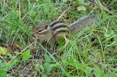 Streifenhörnchen