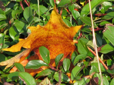 Herbstlaub