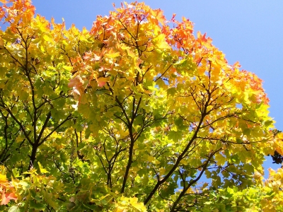 Schönes Herbstlaub 3