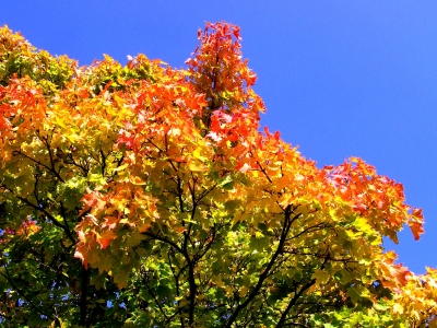 Schönes Herbstlaub 4