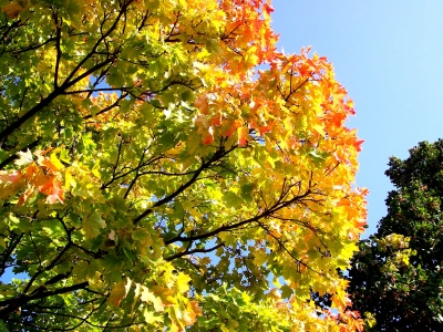 Schöner Herbst 13