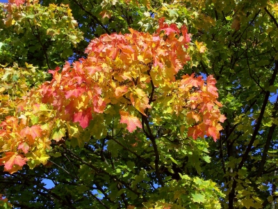 Schönes Herbstlaub 5