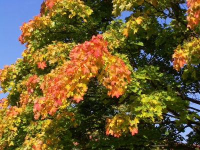 Schönes Herbstlaub 6