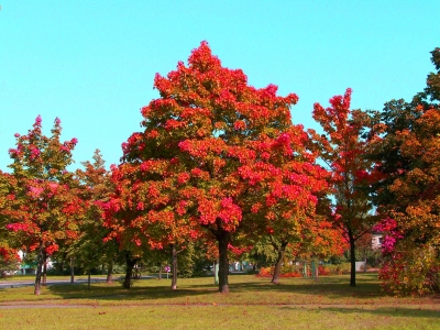 Schöner Herbst 14