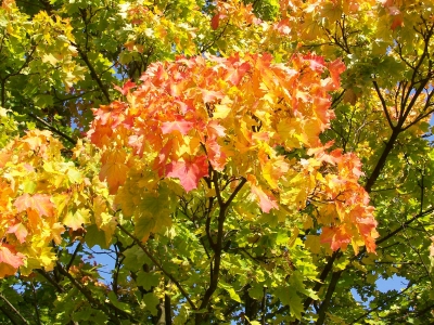 Schönes Herbstlaub 9