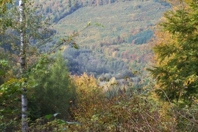 Herbst-Wald 1