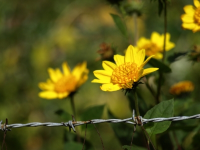 Blume hinter Stacheldraht