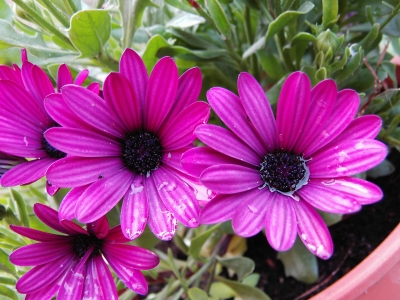 Lila Blüten mit Wassertropfen