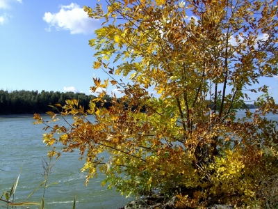 Herbst an der Donau