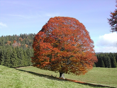 Großer Baum in herbstlichen Farben