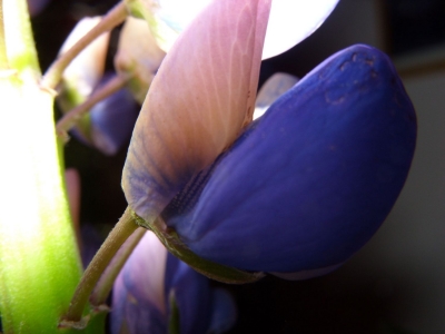 Lupinenblüte