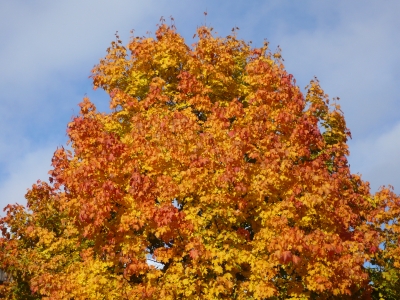 Herbstblätter