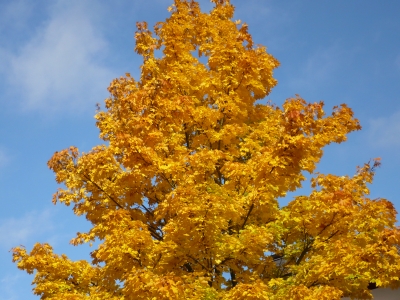 Herbstblätter