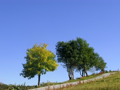 Naturschutzgebiet Hongrin - Bäume am Wegesrand