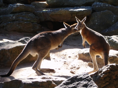 Kängurus im Taronga Zoo, Sydney