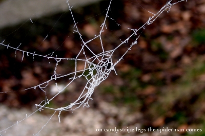 eisiges Spinnennetz