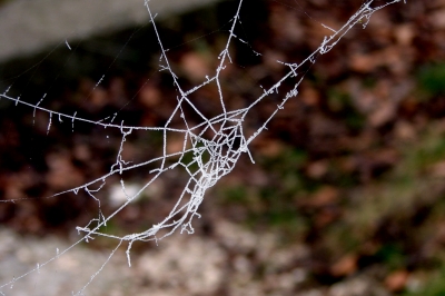 gefrohrenes Spinnennetz