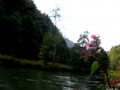 Rote Blüte an der Wiesent