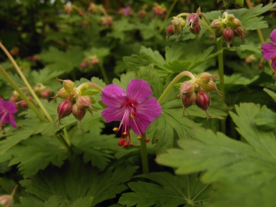 Lila Blüte inmitten von Knospen