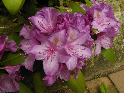 Regentropfen auf lila Blüte