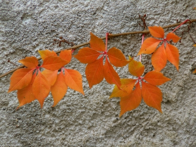 Herbstblatt - Impression