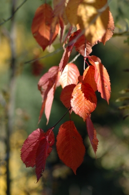 Herbstlaub