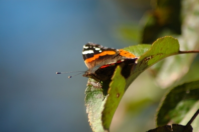 Schmetterling