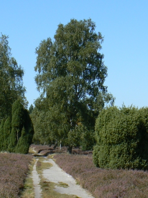 Lüneburger Heide 1