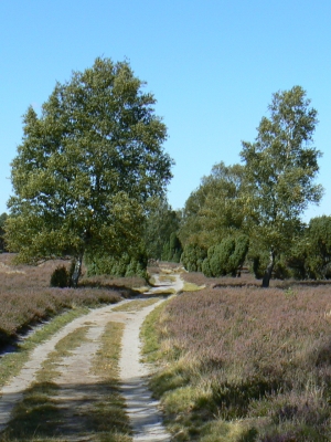 Lüneburger Heide 2