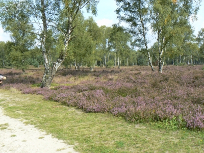 Lüneburger Heide 5