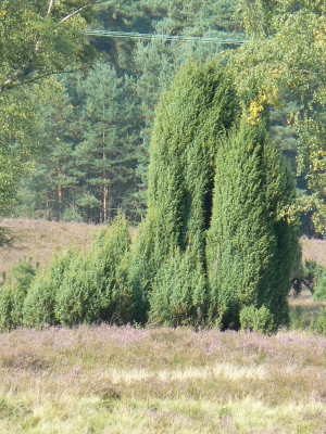 Lüneburger Heide 7