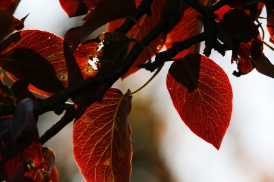 Herbstlaub