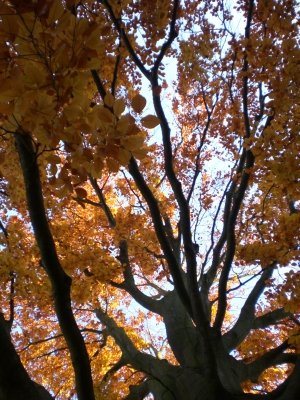 Herbstbaum