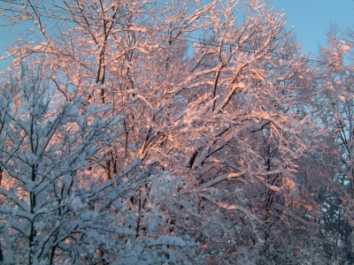 Schneebäume