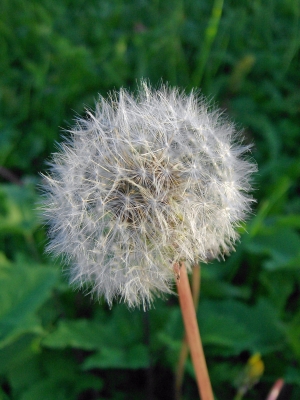 Pusteblume