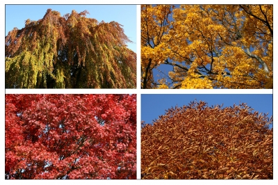 Herbstfarben 5