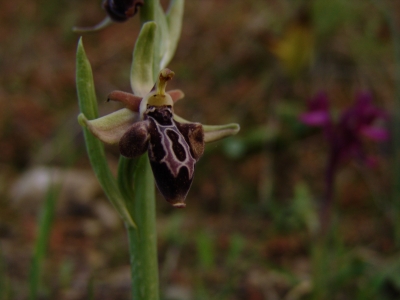 Ophrys Cretica