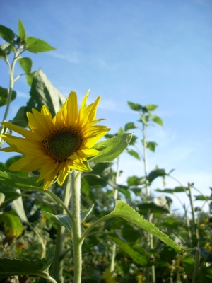 Sonnenblume