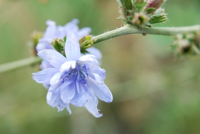 Blaue Blüten 3