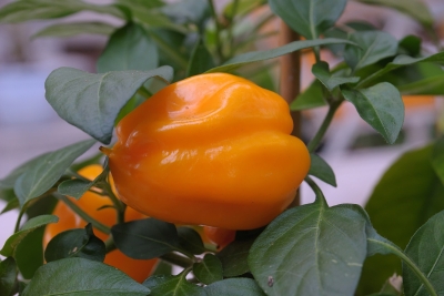 Paprika, orange